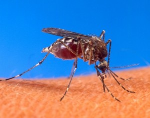 Closeup of Mosquito Feeding