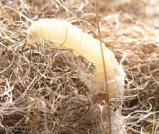 http://blog.berings.com/wp-content/uploads/2012/04/clothing-moth-larvae.jpg